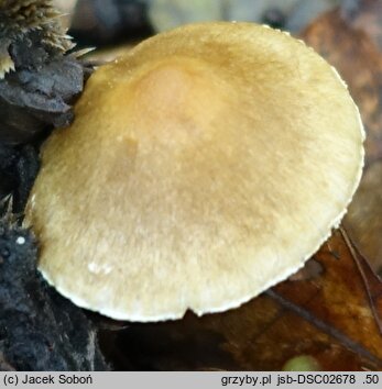 Inocybe muricellata (strzępiak chropowaty)