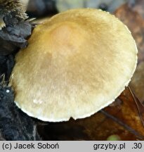 Inocybe muricellata (strzępiak chropowaty)