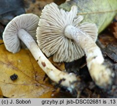 Inocybe muricellata (strzępiak chropowaty)