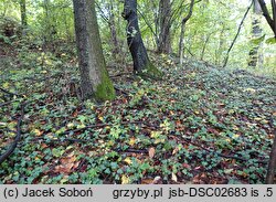 Inocybe muricellata (strzępiak chropowaty)