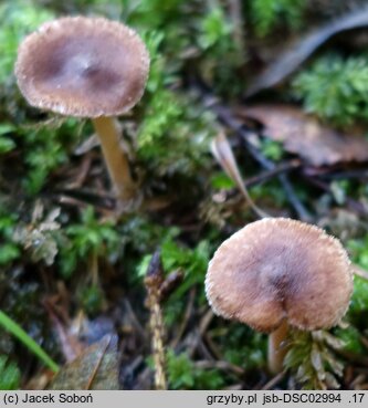 Inocybe furfurea