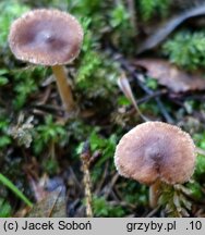 Inocybe furfurea