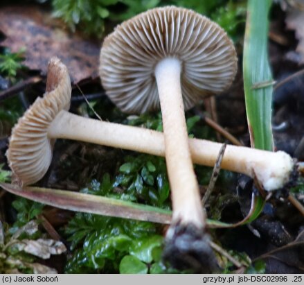 Inocybe furfurea