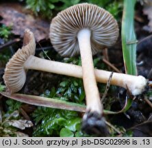 Inocybe furfurea