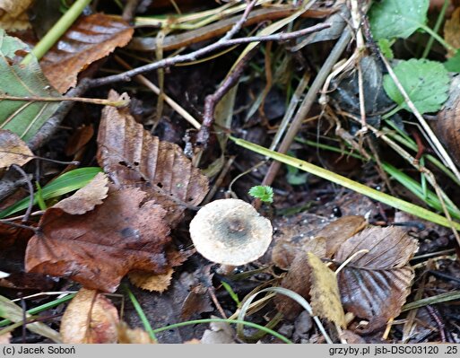 Lepiota grangei (czubajeczka niebieskozielonawa)