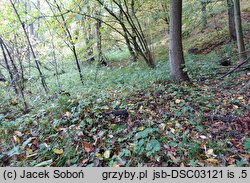 Lepiota grangei (czubajeczka niebieskozielonawa)