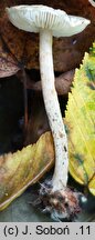 Lepiota grangei (czubajeczka niebieskozielonawa)