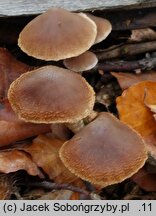 Cortinarius diasemospermus var. diasemospermus