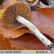 Cortinarius diasemospermus var. diasemospermus