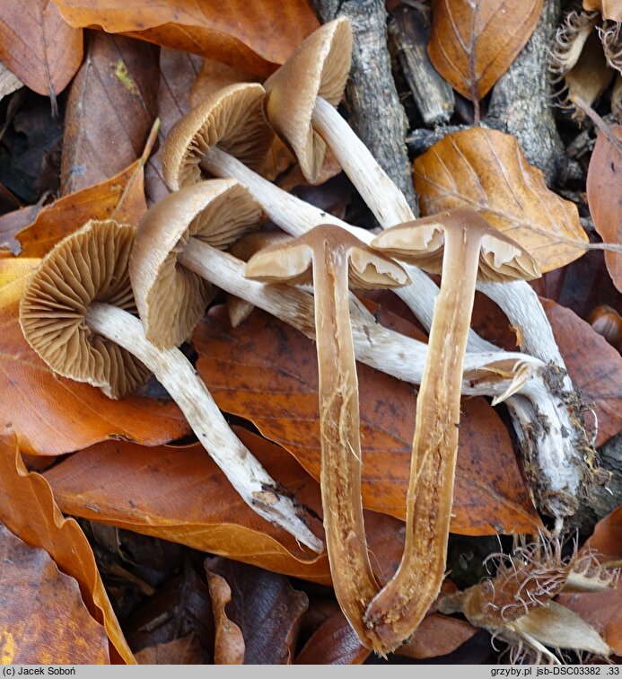 Cortinarius diasemospermus var. diasemospermus