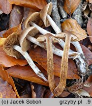 Cortinarius diasemospermus var. diasemospermus