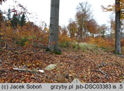 Cortinarius diasemospermus var. diasemospermus