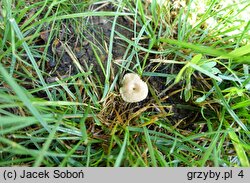 Entoloma neglectum (dzwonkówka żółtawobiała)