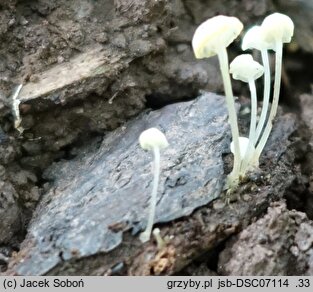 Hemimycena pseudocrispata