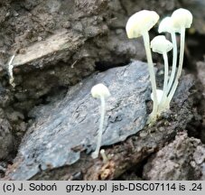 Hemimycena pseudocrispata