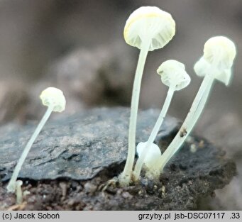 Hemimycena pseudocrispata