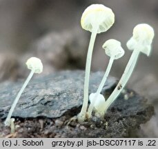 Hemimycena pseudocrispata