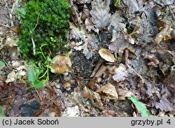 Cortinarius mucifluus (zasłonak śluzakowaty)