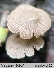 Psathyrella pygmaea (kruchaweczka najmniejsza)