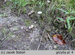 Parasola leiocephala (czernidłak cieniolubny)