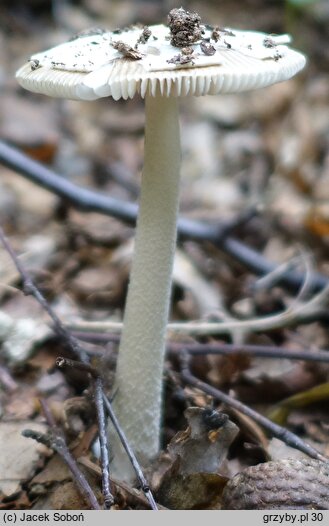 Amanita dryophila