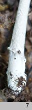 Amanita dryophila