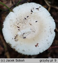 Amanita eliae (muchomor białożółtawy)