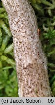Leccinum schistophilum (koźlarz zielonawy)