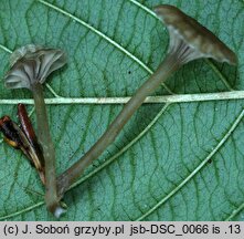 Entoloma rhodocylix (dzwonkówka olszowa)