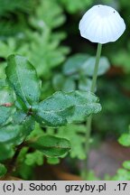 Hemimycena gracilis (białogrzybówka igłowa)