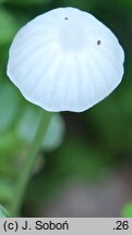 Hemimycena gracilis (białogrzybówka igłowa)