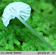 Hemimycena gracilis (białogrzybówka igłowa)