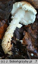 Lepiota magnispora (czubajeczka brzuchatozarodnikowa)