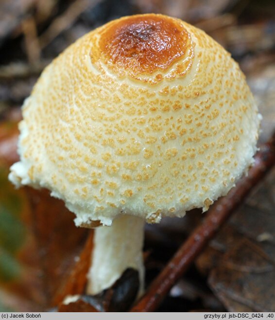 Lepiota magnispora (czubajeczka brzuchatozarodnikowa)