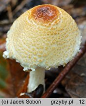 Lepiota magnispora (czubajeczka brzuchatozarodnikowa)