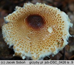 Lepiota magnispora (czubajeczka brzuchatozarodnikowa)