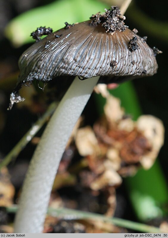 Coprinopsis annulopora