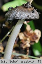 Coprinopsis annulopora