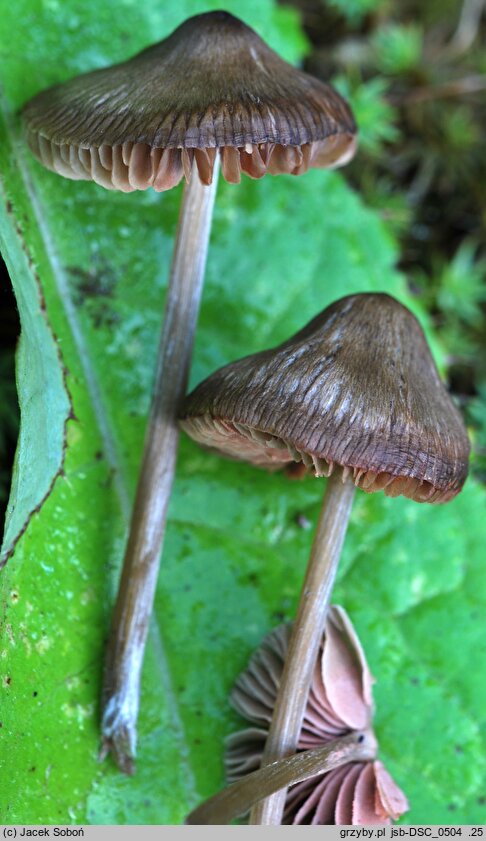 Entoloma conferendum var. pusillum