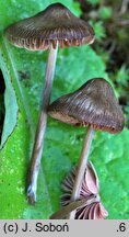 Entoloma conferendum var. pusillum