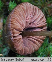 Entoloma conferendum var. pusillum