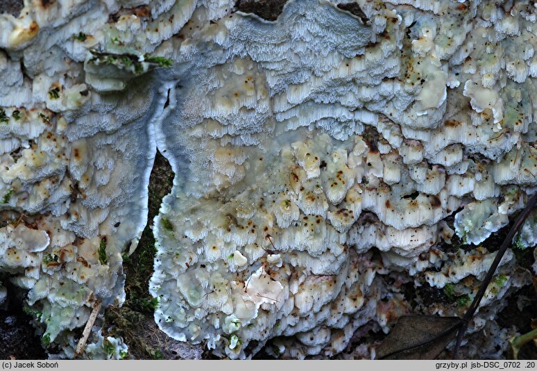 Physisporinus vitreus (zmiennoporek szklisty)