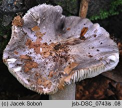 Tricholoma orirubens (gąska czerwieniejąca)