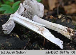 Tricholoma orirubens (gąska czerwieniejąca)