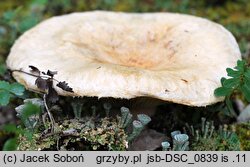 Lactarius pubescens (mleczaj omszony)