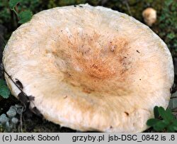 Lactarius pubescens (mleczaj omszony)