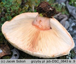 Lactarius pubescens (mleczaj omszony)