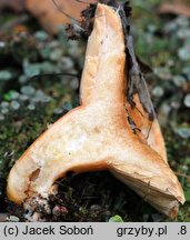 Lactarius pubescens (mleczaj omszony)