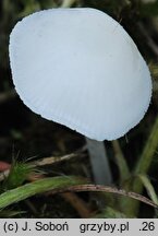 Hemimycena lactea (białogrzybówka mlecznobiała)