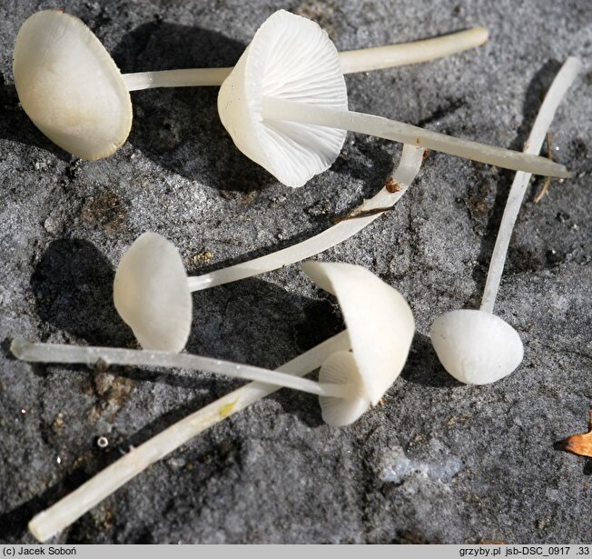 Hemimycena lactea (białogrzybówka mlecznobiała)